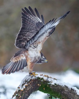 Common buzzard (Buteo buteo) Winter with snow and frost, lying in wait and sitting on a branch with