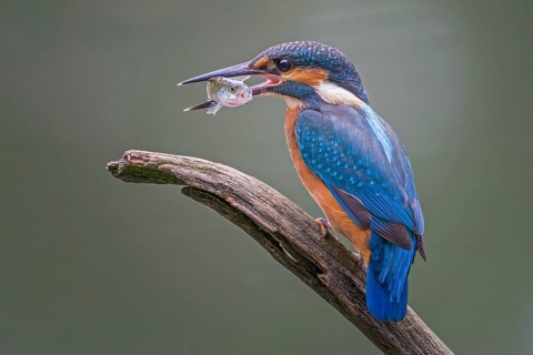 Kingfisher (Alcedo atthis) Hunting with perch as prey, ice-free, foraging, hunting, looking for