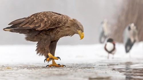 White-tailed eagle (Haliaeetus albicilla) adult bird on the water and on the ice, hunting,