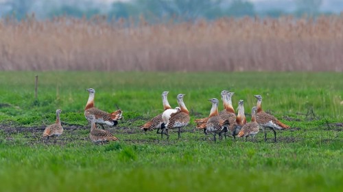 Great Bustard (Otis tarda) groups courtship display, male and female, breeding plumage, mating