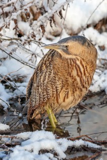 Bittern (Botaurus stellaris) in winter on a watercourse, snow and ice, frost, hunting, foraging,
