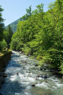A clear river flows through a thick forest, while the sun shines through the foliage and creates a
