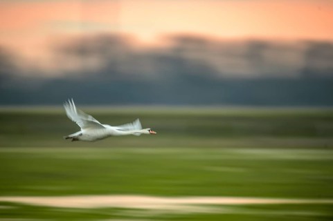 A Mute Swan (Cygnus olor) flies over a field in front of an orange-coloured sky, motion blur,