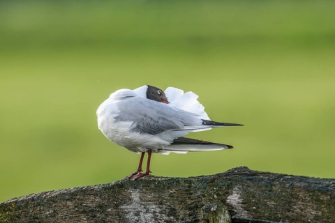 A black-headed gull (Chroicocephalus ridibundus, syn.: Larus ridibundus) preens its plumage on a