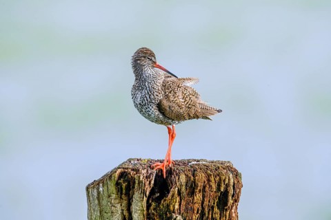 A redshank (Tringa totanus) balancing on a vertical tree trunk in a natural environment, Dümmer