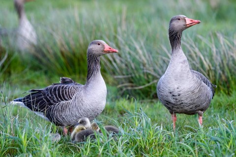 Two greylag geese (Anser anser) guarding their chicks in the tall grass, a feeling of family and