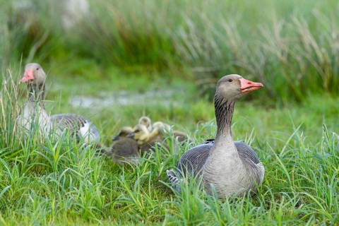 Greylag geese (Anser anser) with their goslings in the tall grass of a green wet meadow, Dümmer