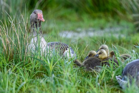 Greylag goose (Anser anser) with its chicks in the tall grass of a green meadow, Dümmer nature park