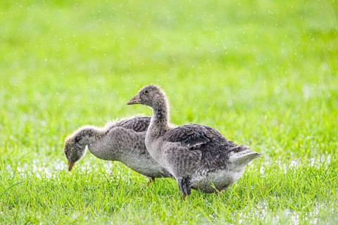 Two large goslings of grey goose (Anser anser) standing on a green meadow and searching the ground,