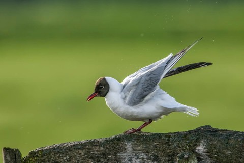 A black-headed gull (Chroicocephalus ridibundus, syn.: Larus ridibundus) raises its wings on a