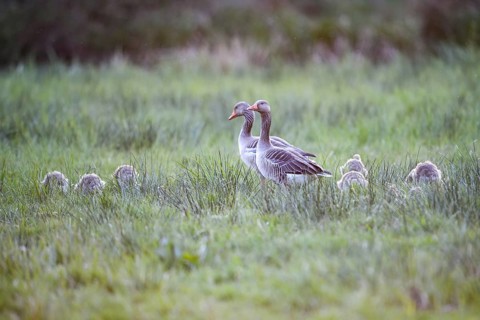 Greylag geese (Anser anser) with their goslings in the tall grass of a green meadow, Dümmer nature