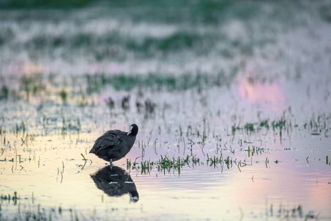 A coot (Fulica atra) stands in shallow water at sunset, the light creates a pink reflection, Dümmer