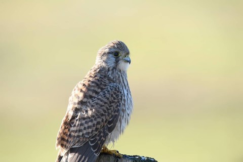 A Common Kestrel (Falco tinnunculus) with detailed plumage sits attentively on a pole and observes