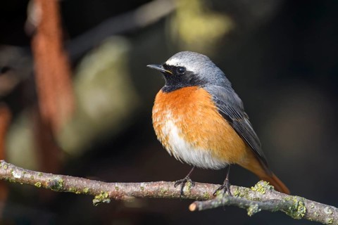 A redstart (Phoenicurus phoenicurus) with an orange-coloured belly sits quietly on a branch, Dümmer