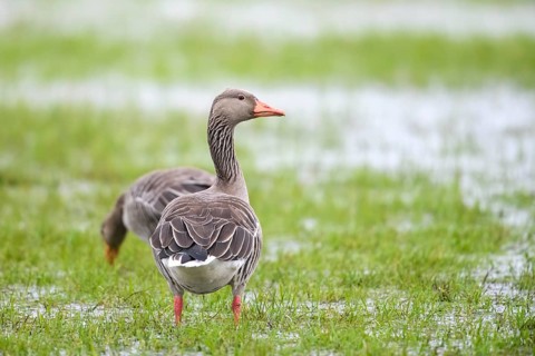 Two grey geese (Anser anser) standing on a flooded meadow, Dümmer nature park Park, Lower Saxony,