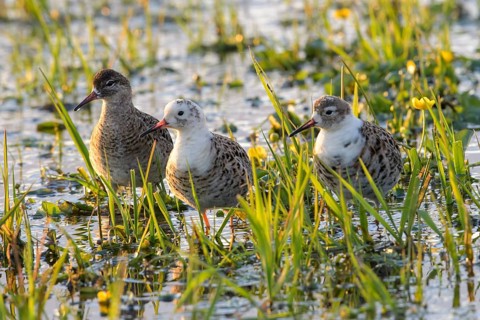 Three ruffs (Calidris pugnax, Syn.: Philomachus pugnax) standing in the water surrounded by grass