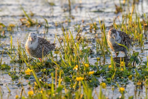 Two ruffs (Calidris pugnax, Syn.: Philomachus pugnax) standing in the water surrounded by grass and