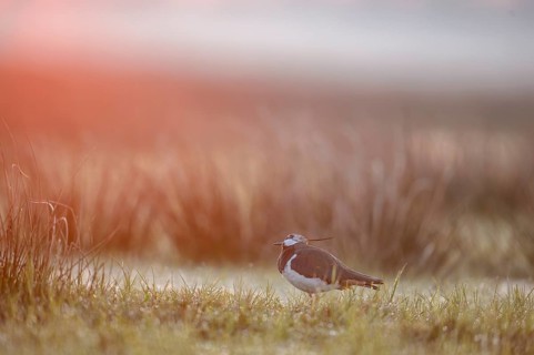 A lapwing (Vanellus vanellus) stands in the tall grass at sunrise in the fog, Dümmer nature park