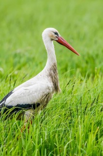 A stork (Ciconia ciconia) standing upright in the tall grass of a meadow, Dümmer nature park Park,