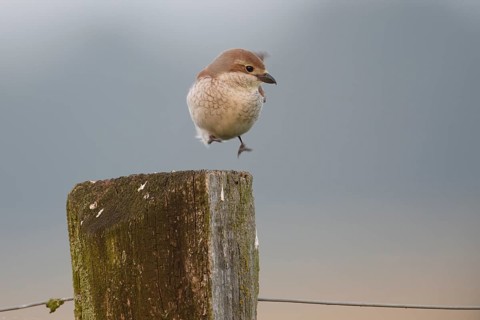 A female red-backed shrike (Lanius collurio) hopping on an old fence post in front of a blurred,