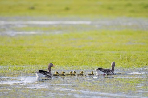 A family of greylag geese (Anser anser) accompanies their chicks as they swim through shallow water