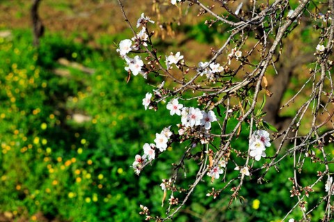 Almond blossom, blossoming branch, almond tree (Prunus dulcis), Agrigento, Sicily, Southern Italy,