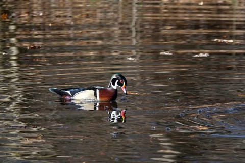 Common mallard (Aix sponsa) on a lake, winter, Germany