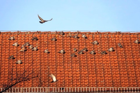Pigeons on a roof in a city, winter, Germany