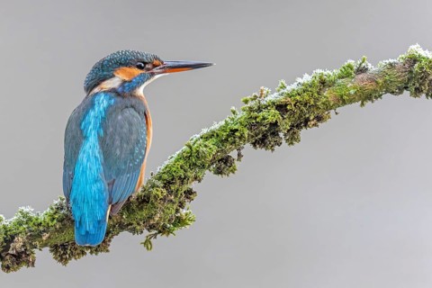 Kingfisher (Alcedo atthis) female, territory, on perch, lurking, foraging, hunting prey, fishing,