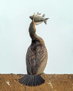 Cormorant (Phalacrocorax carbo) with whitefish as prey, hunting, hunting success, food envy,