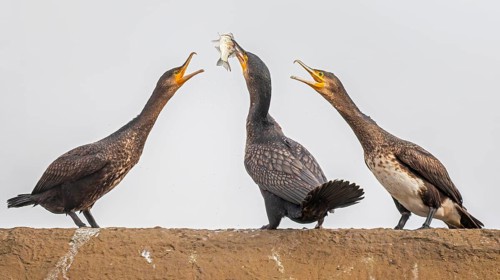 Cormorant (Phalacrocorax carbo) with catfish as prey, hunting, interaction of several birds,