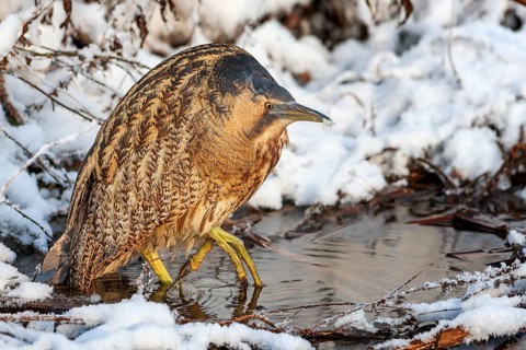 Bittern (Botaurus stellaris), lurking, foraging, heron, hunting prey, fishing, frost and ice,