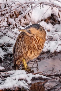 Bittern (Botaurus stellaris), lurking, foraging, heron, hunting prey, fishing, frost and ice,