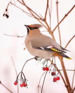 Waxwing (Bombycilla garrulus) foraging, rowan berries, winter visitor, migratory bird, resting