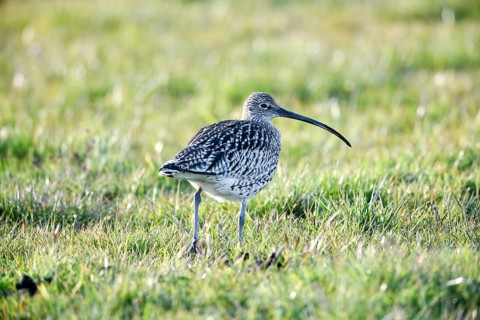 A curlew (Numenius arquata) in the grass with its typical long beak, Dümmer nature park Park, Lower