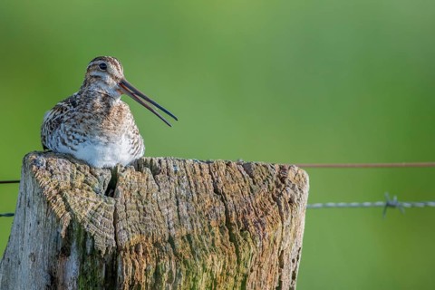 Common snipe (Gallinago gallinago), sitting comfortably on a fence post, pasture fence, Dümmer