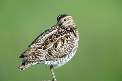 Common snipe (Gallinago gallinago), sitting on fence post, pasture fence, Dümmer nature park Park,