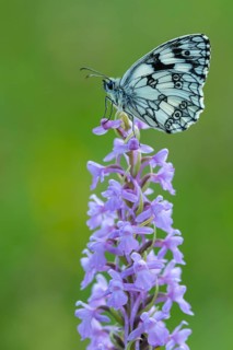 Checkerspot butterfly (Melanargia galathea) on Gymnadenia conopsea, Bad Münstereifel, North