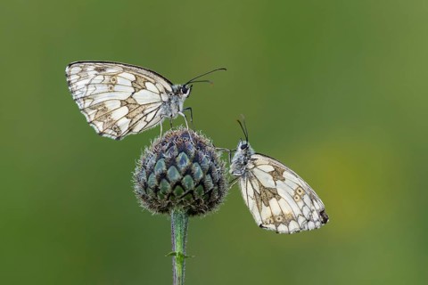 Checkerspot butterfly (Melanargia galathea), Bad Münstereifel, North Rhine-Westphalia, Germany