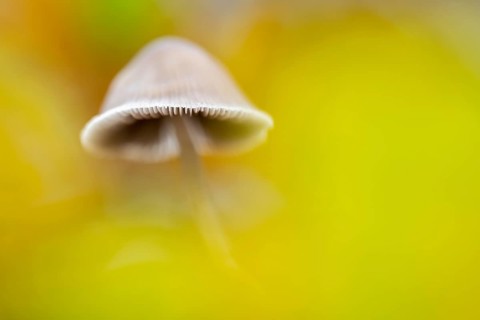 Düngerling (Panaeolus), mushroom, Ahlhorn, Lower Saxony, Germany