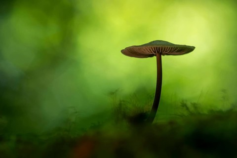 Mushroom in Urwald Baumweg, Ahlhorn, Lower Saxony, Germany