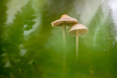 Lilac bonnet (Mycena pura), Ahlhorn, Lower Saxony, Germany
