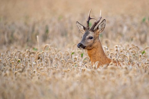Roebuck (Capreolus capreolus) in wheat, Vechta, Lower Saxony, Germany