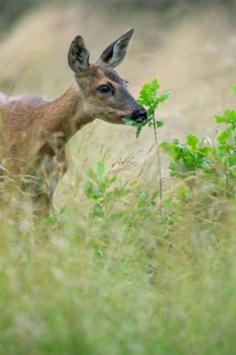 Female roe deer (Capreolus capreolus) in a meadow, grazing on a leaf, feeding, browsing, Vechta,
