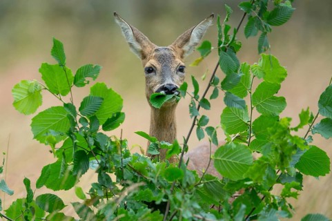Female roe deer (Capreolus capreolus) in a meadow, grazing on a leaf, feeding, browsing, Vechta,