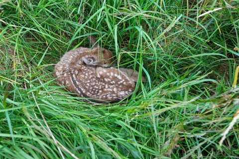 Fawn of a fallow deer (Dama dama) hidden in a meadow, Lower Saxony, Germany