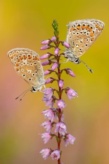Blue butterfly (Polyommatus icarus), Goldenstedt moor, Goldenstedt, Lower Saxony, Germany