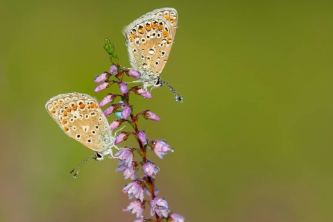 Blue butterfly (Polyommatus icarus), Goldenstedt moor, Goldenstedt, Lower Saxony, Germany