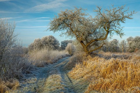 Winter hoarfrost at Ahlhorn fish ponds, Ahlhorn fish ponds, Ahlhorn, Lower Saxony, Germany