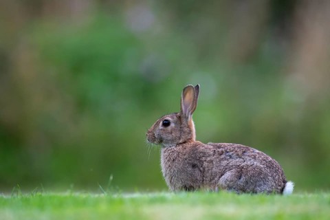 Wild rabbit (Oryctolagus cuniculus), Stapelfeld, Cloppenburg, Lower Saxony, Germany